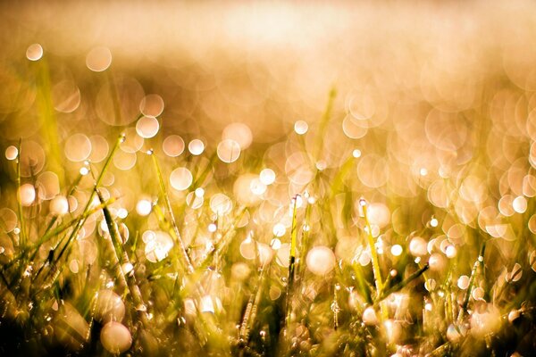 Floues de lumière sur la rosée du matin