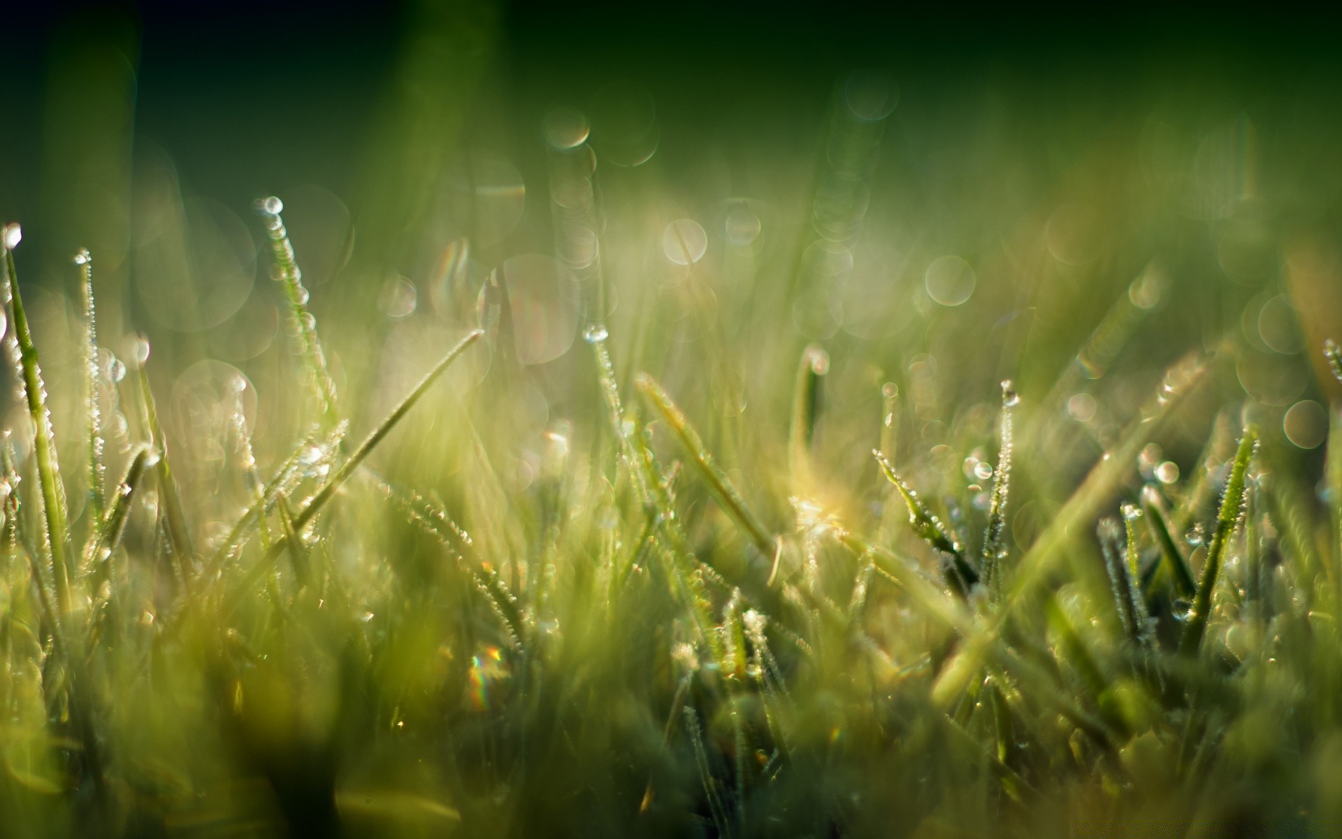 bokeh herbe soleil foin champ aube pelouse beau temps rosée été nature rural croissance jardin flore luxuriante lumière feuille pluie pâturage flou