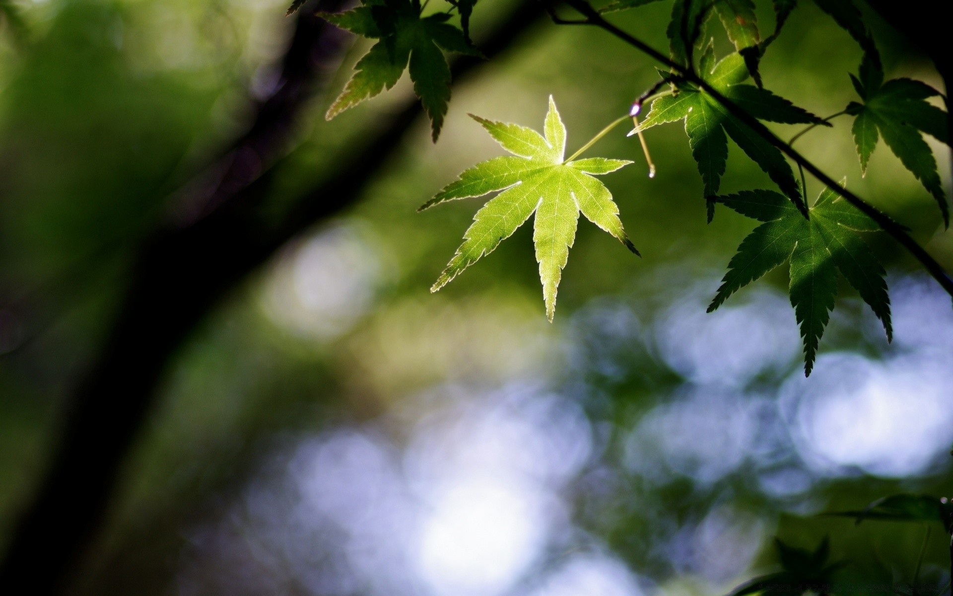 bokeh feuille flou nature croissance flore luxuriante à l extérieur arbre environnement bois été jardin lumière couleur lumineux soleil beau temps