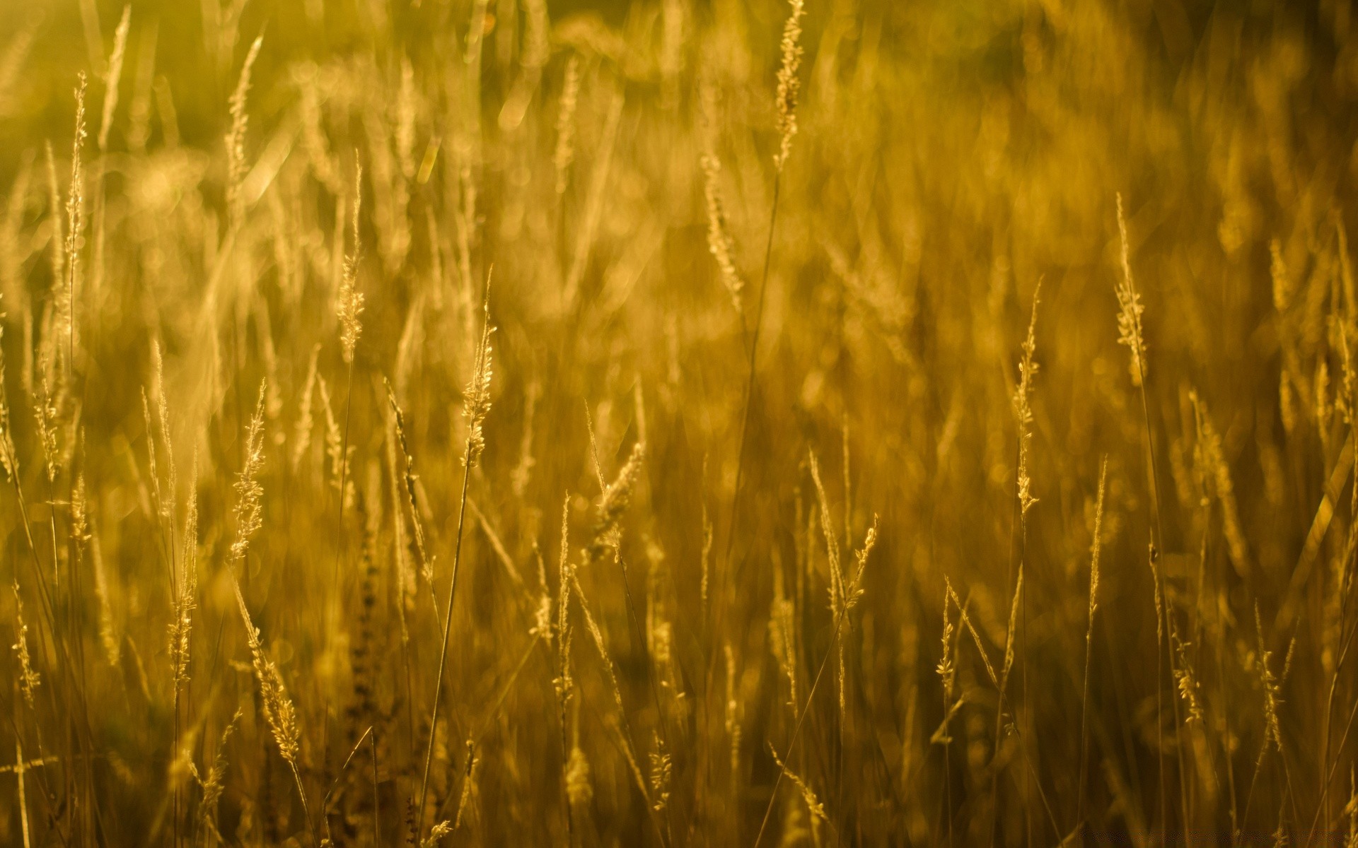 bokeh blé céréales rural maïs champ ferme paille pâturage récolte pain croissance seigle agriculture or graines soleil campagne nature terres agricoles orge