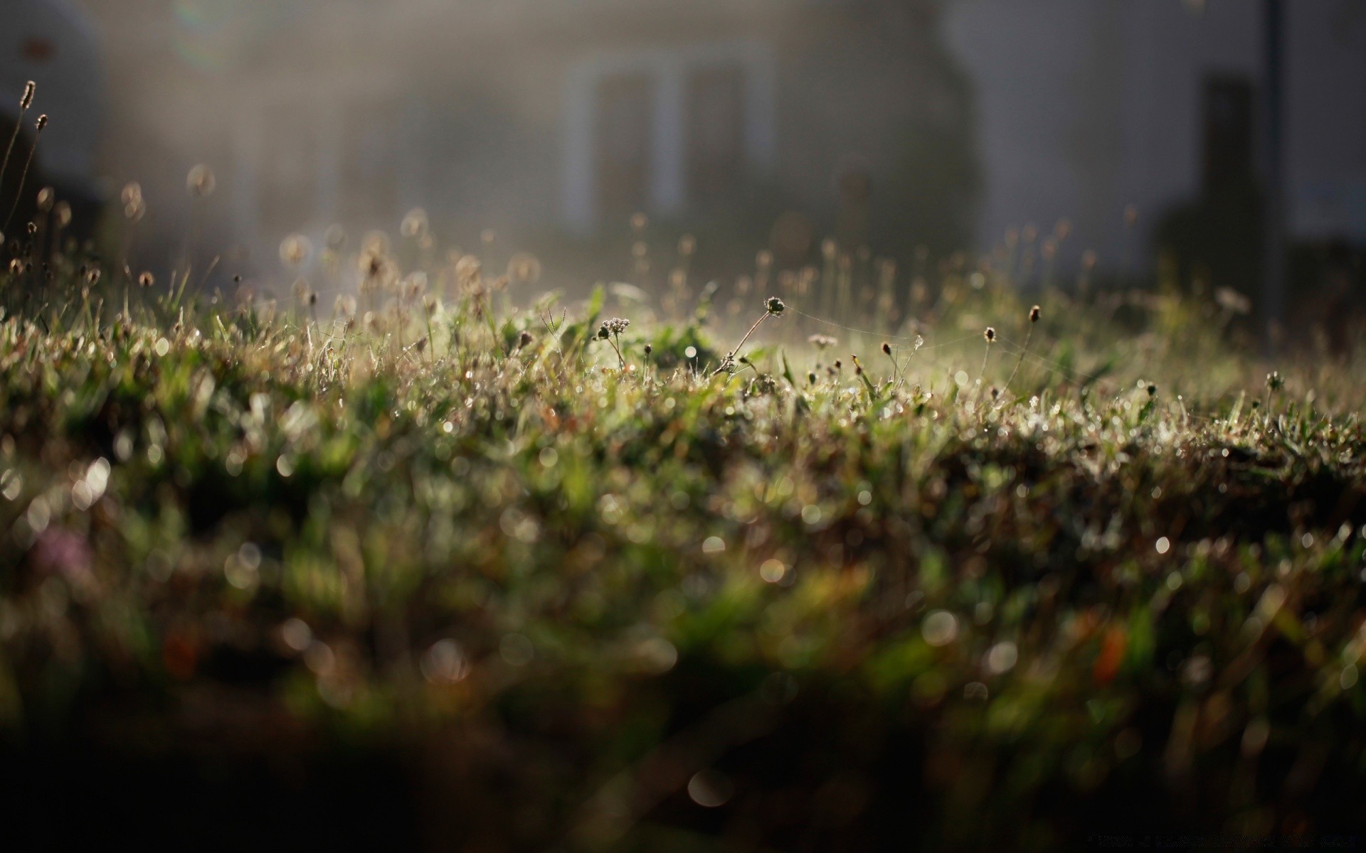 bokeh herbe jardin champ nature croissance flou ferme paysage fleur été soleil flore aube pluie agriculture feuille lumière sol irrigateur sol