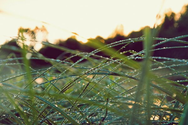 Rosée du matin sur le champ d herbe