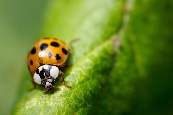 Insecte coccinelle gros plan