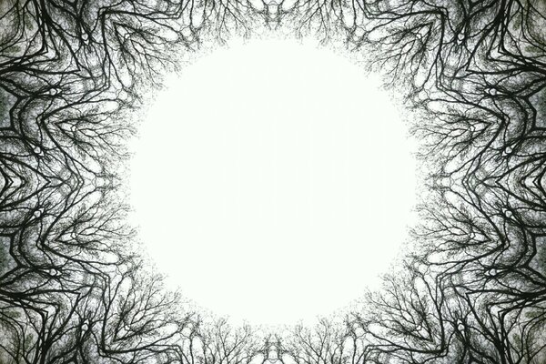 Illustration inhabituelle des sommets des arbres avec une lumière blanche ronde