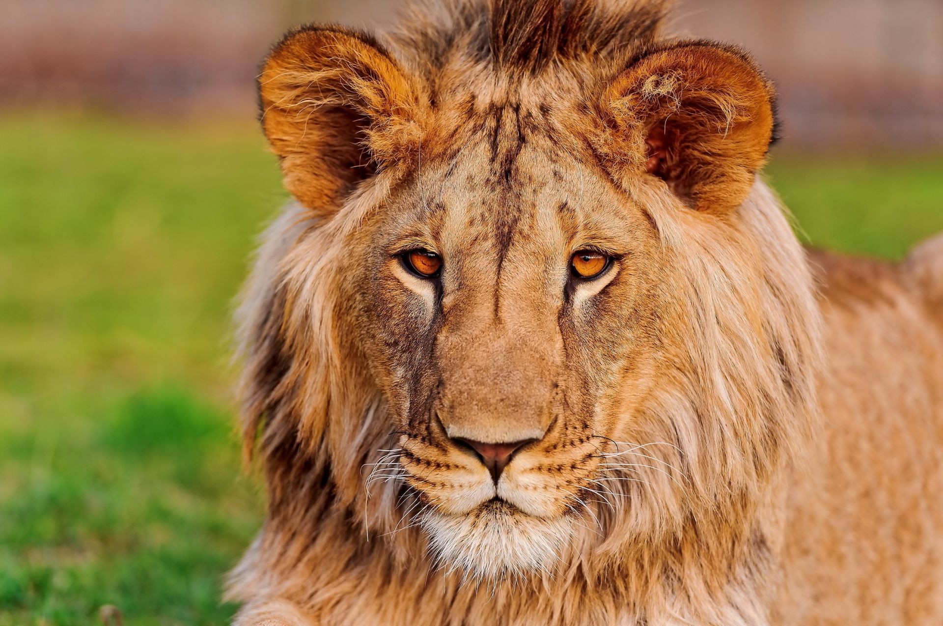 lions animal faune chat mammifère prédateur sauvage lion mangeur de viande nature fourrure grand safari chasseur herbe portrait manet danger zoo