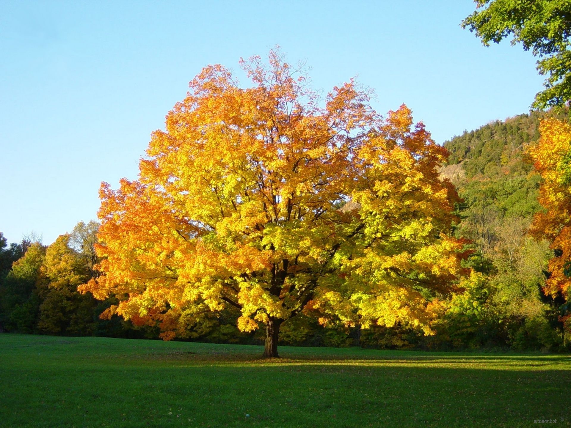 arbres automne arbre feuille paysage saison érable parc nature en plein air bois pittoresque lumineux campagne lumière du jour luxuriante beau temps environnement rural branche