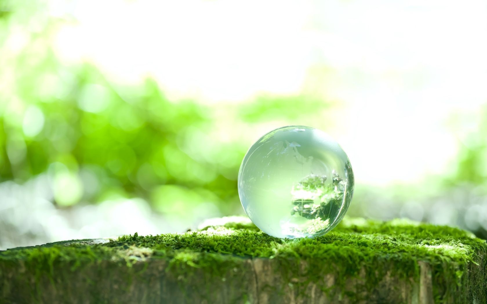 gouttelettes et eau nature feuille flou été herbe flore fraîcheur nourriture
