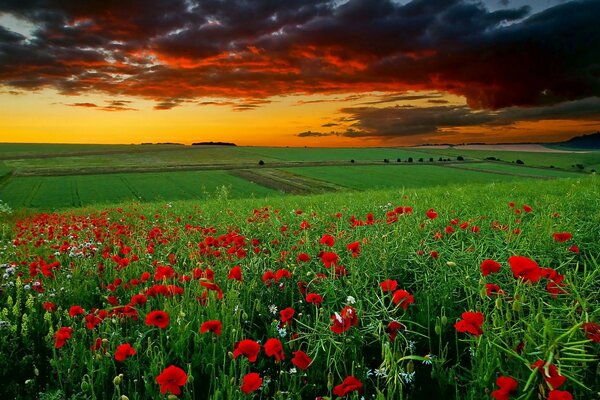 Champ de fleurs coquelicots marguerites coucher de soleil nuages