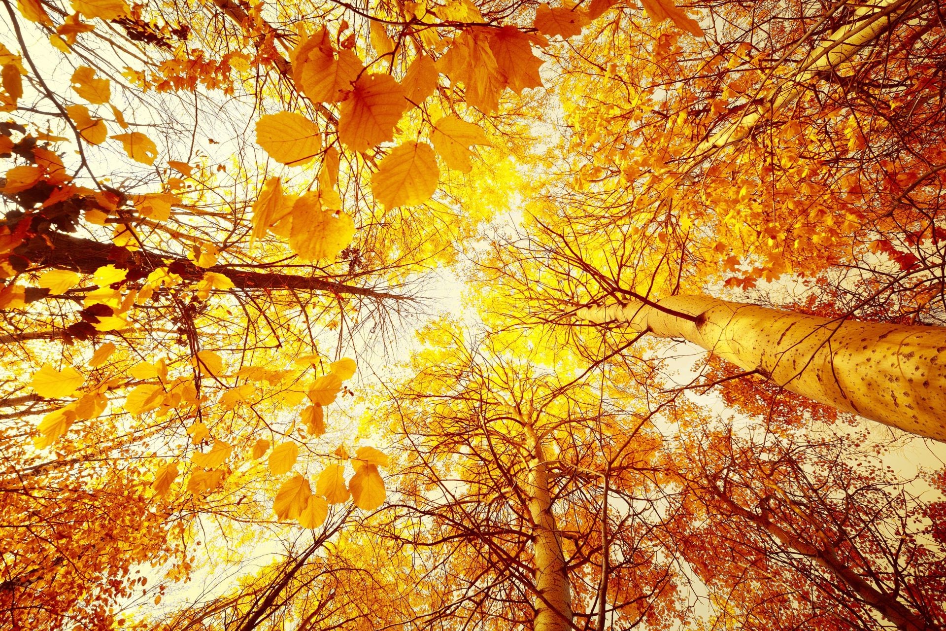 feuilles automne érable or feuille saison arbre nature branche couleur bois lumineux bureau parc