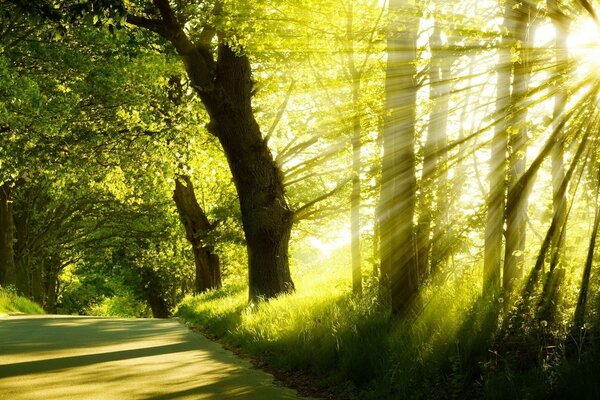 Lueur du soleil du matin dans la forêt verte