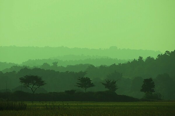 Champ brumeux vert et arbres