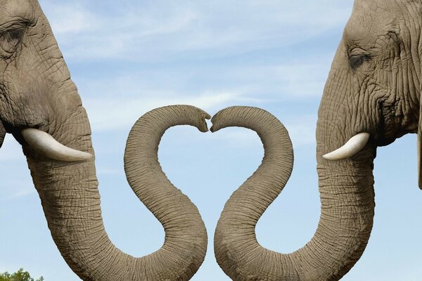 Un coeur très inhabituel des troncs des éléphants