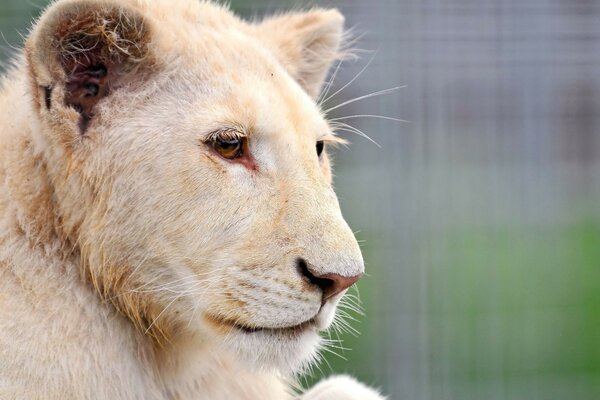 Tigre blanc regardant au loin