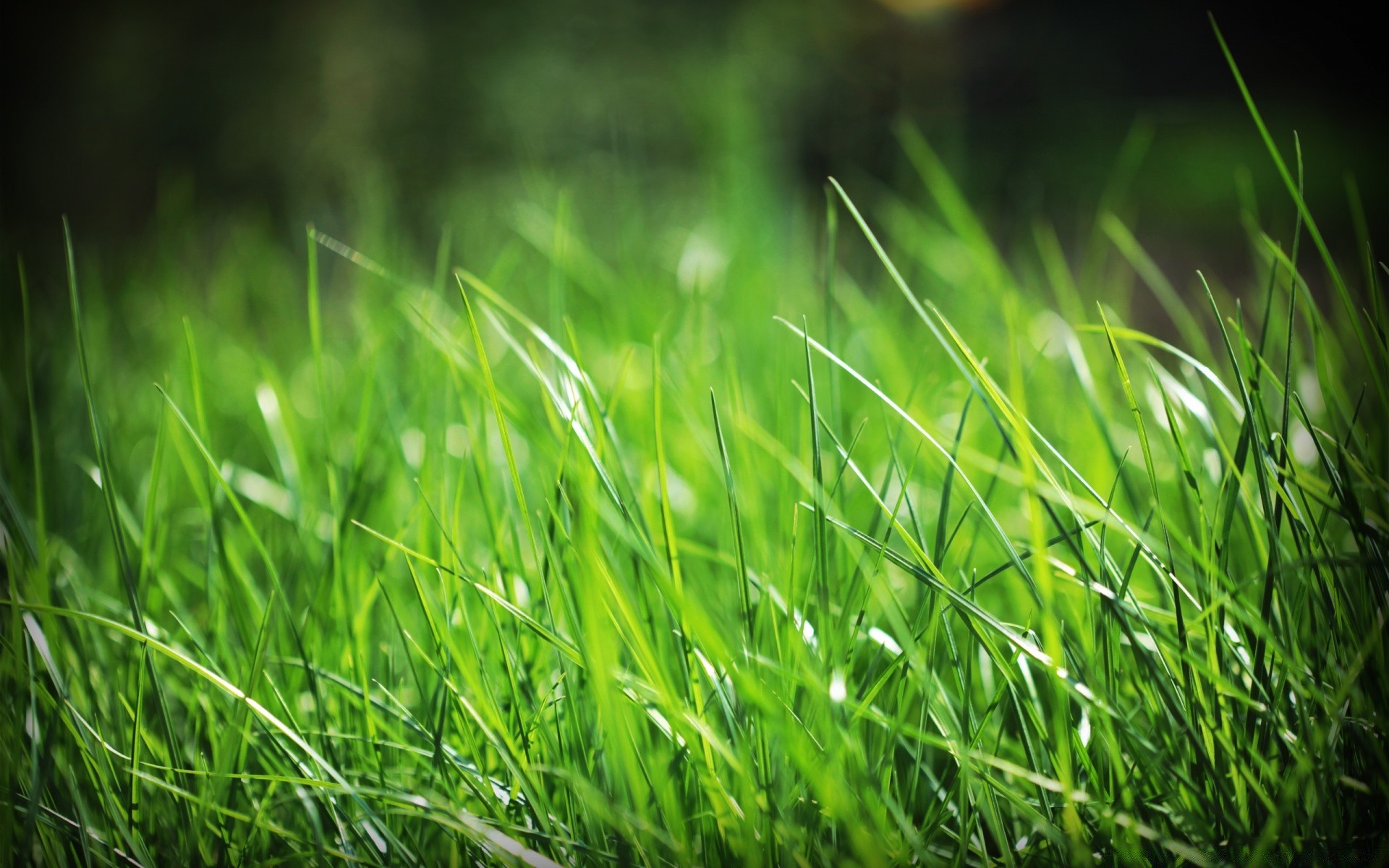 plantes herbe pelouse croissance été luxuriante foin champ feuille flore nature jardin soleil gazon lame rosée aube rural beau temps cour