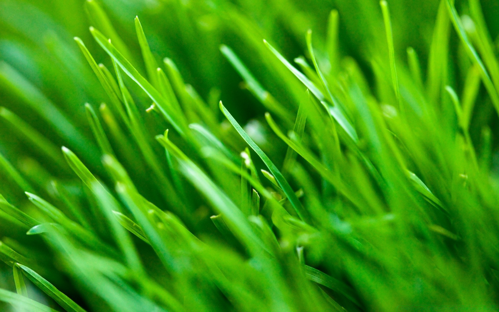 plantes herbe pelouse luxuriante lame croissance flore herbe de blé feuille jardin foin gazon environnement rosée fraîcheur nature cour écologie champ chute