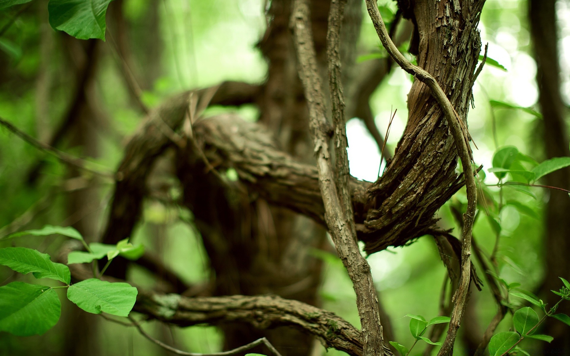 plantes arbre nature bois feuille oiseau la faune à l extérieur nid forêt tropicale sauvage environnement jardin animal flore jungle tronc