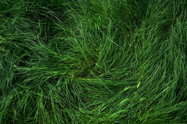 Herbe verte fraîche en été