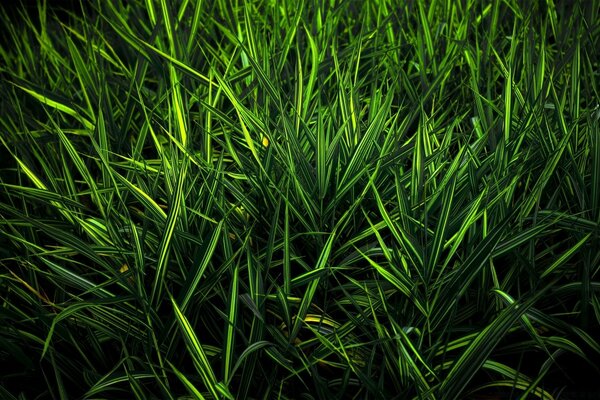 Couleur verte aux multiples facettes. Magie de la nature