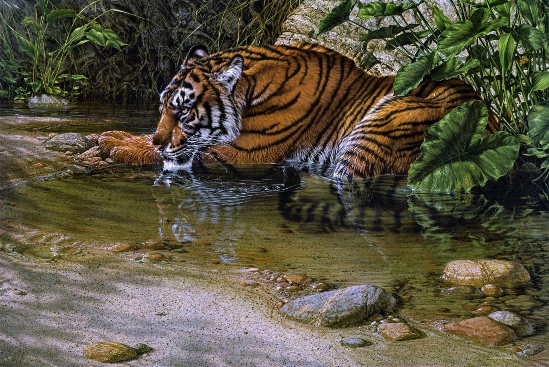 tigres tigre faune jungle nature chat sauvage zoo prédateur mammifère eau danger chasseur à l extérieur agression