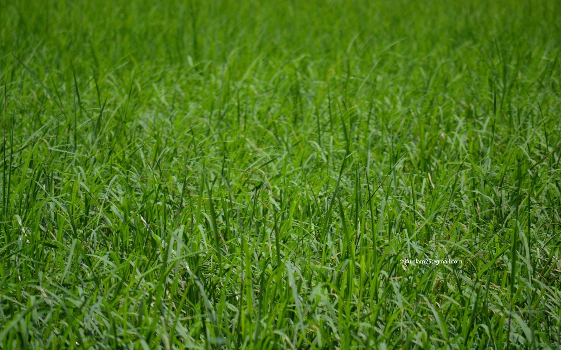 plantes herbe croissance champ pelouse luxuriante foin flore été environnement feuille pâturage gazon rural pâturage agriculture sol nature lame fraîcheur ferme