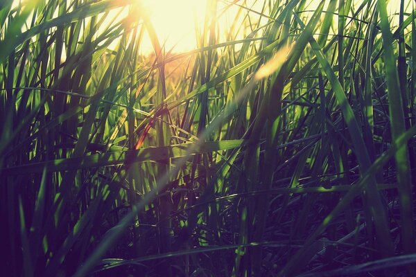 Herbe d été verte à l aube