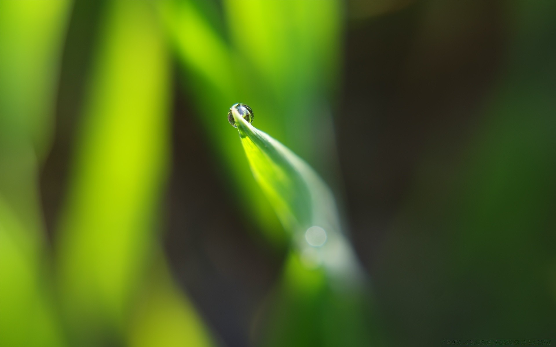 plantes pluie feuille rosée chute nature croissance flore gouttes flou jardin dof humide environnement herbe insecte propreté été gouttes