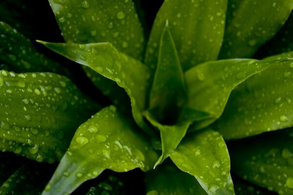 Belle plante après la pluie