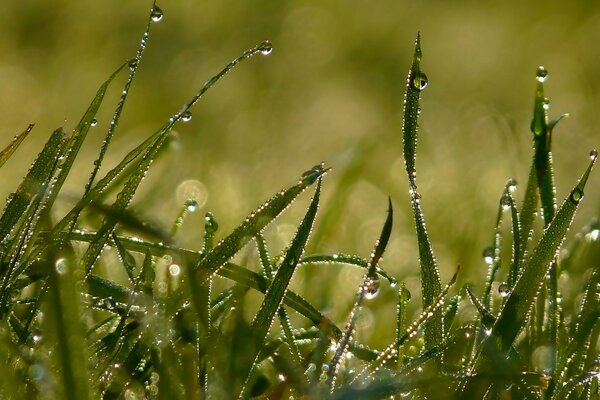 Beau paysage de chute de pluie