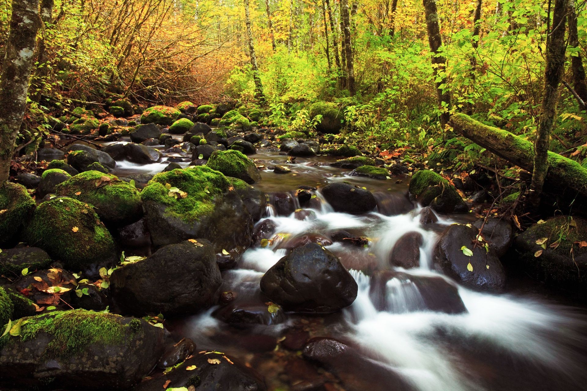 cascades eau ruisseau automne bois rivière cascade ruisseau feuille rock nature mousse paysage arbre à l extérieur flux trafic parc cascade scénique
