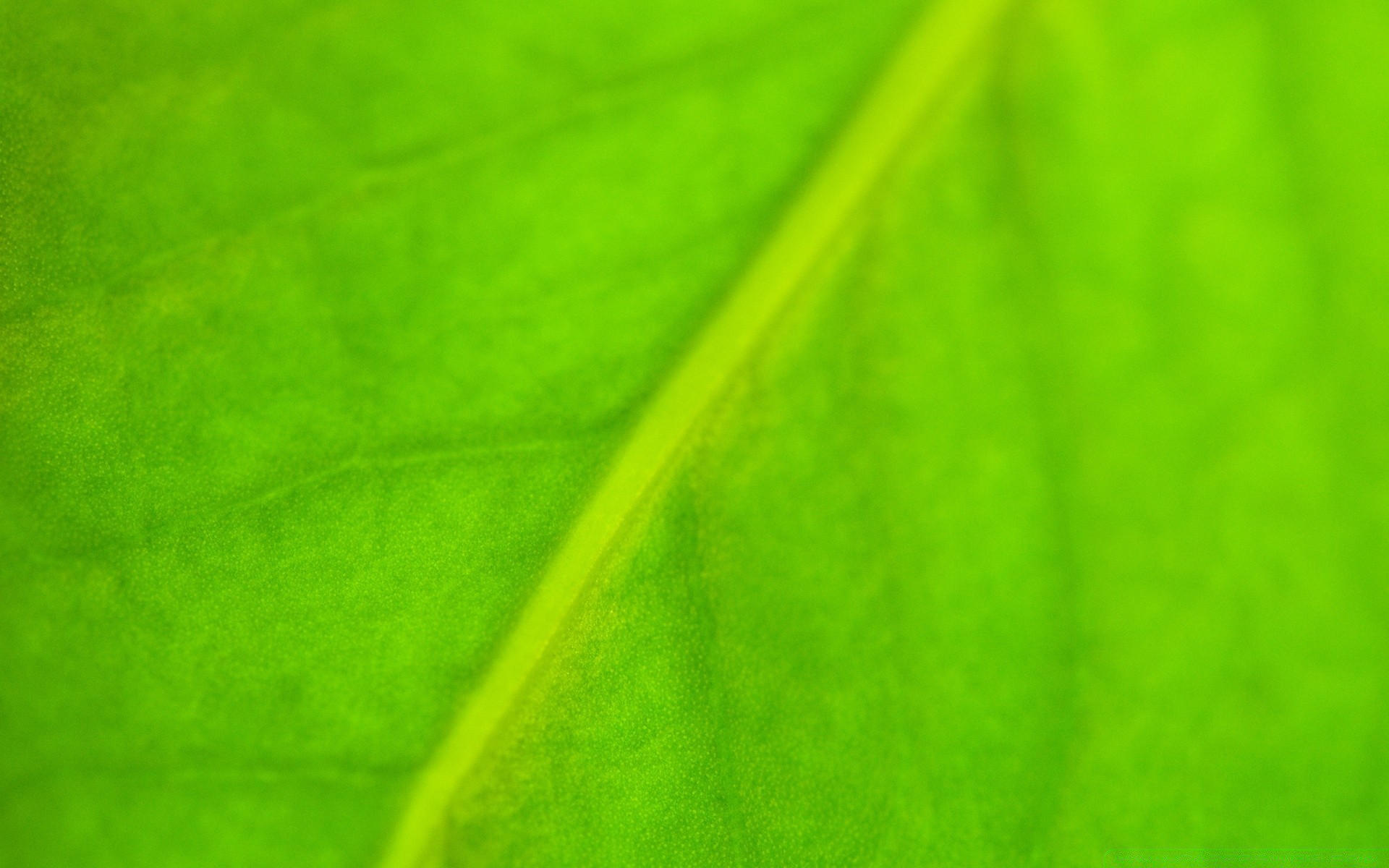 plantes feuille résumé flore photosynthèse veines asymétrie texture croissance jardin bureau artistique couleur rosée diagonale pluie nature art chute lumineux