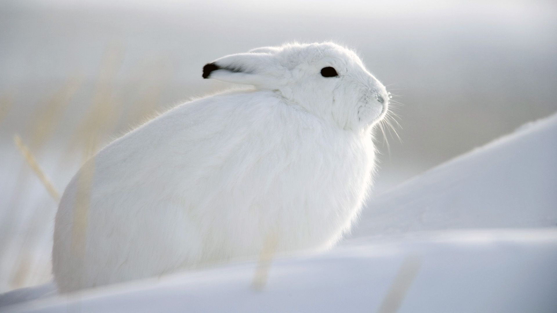 animaux neige oiseau hiver froid animal nature faune givré