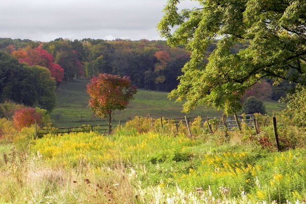 Couleurs d automne sur les arbres et les champs