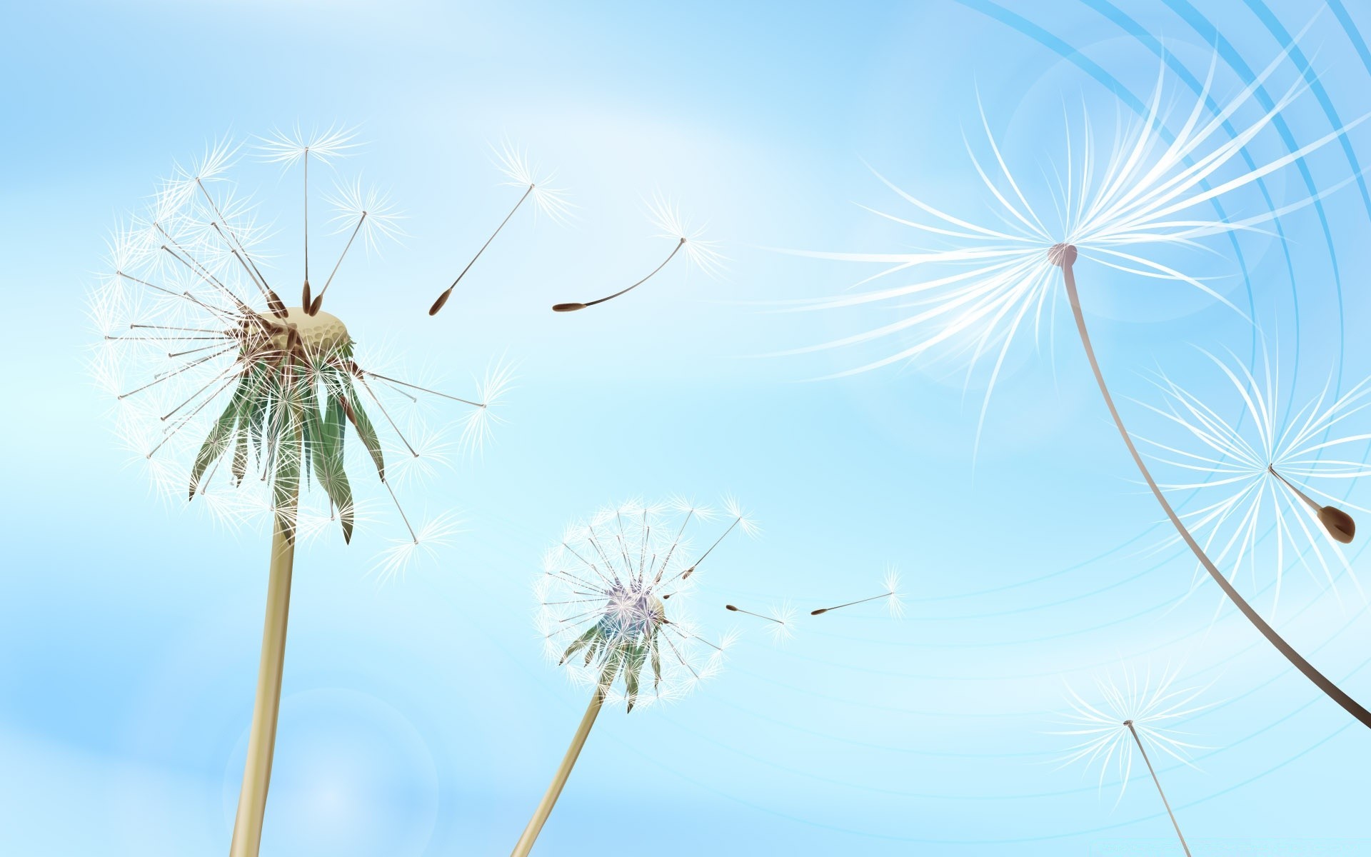graphisme vectoriel pissenlit ciel vent été nature gratuit
