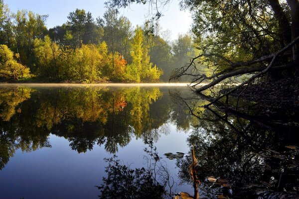 Reflet dans l eau de la forêt d automne