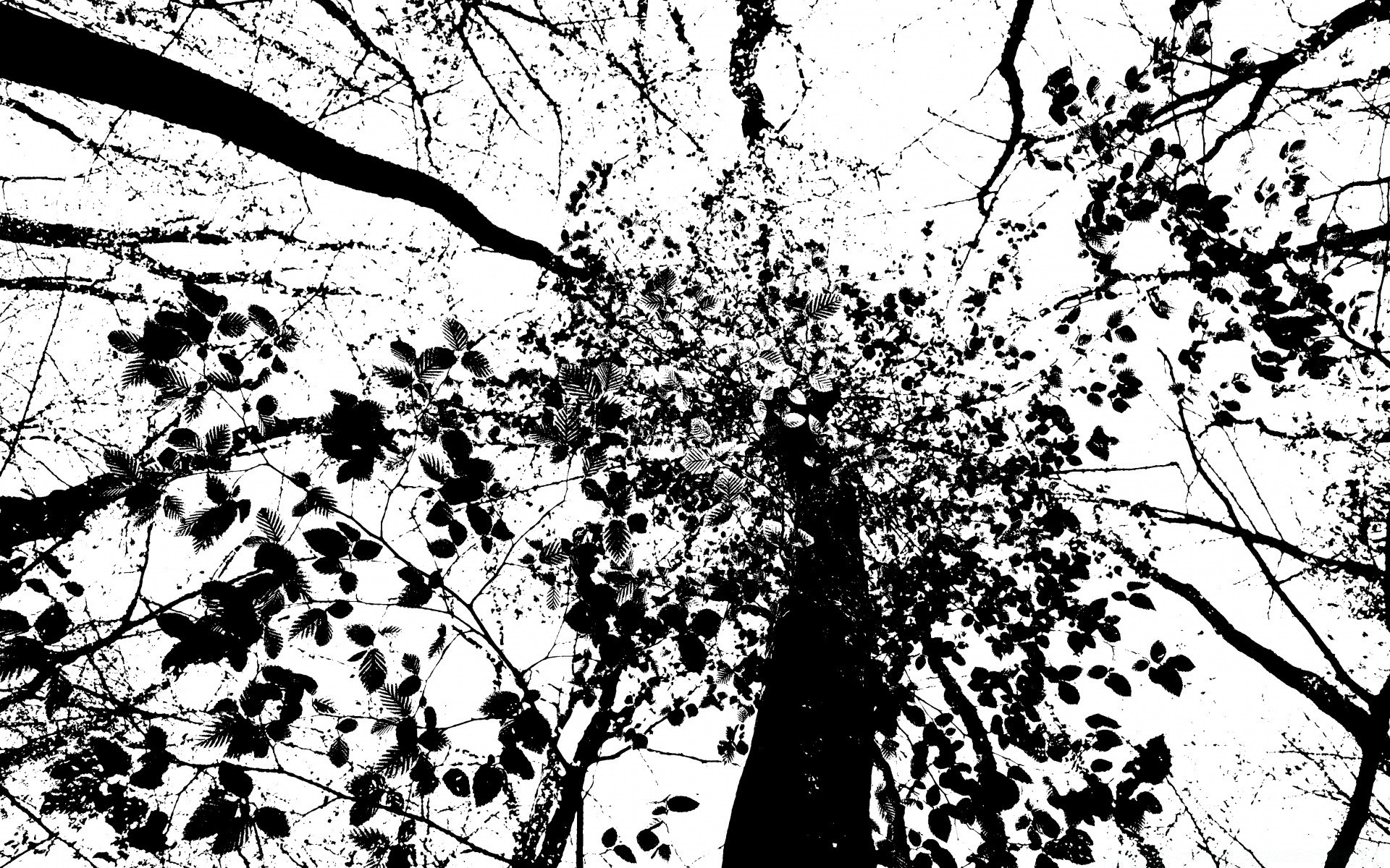 graphisme vectoriel arbre branche feuille saison bois nature paysage flore bureau croissance à l extérieur parc