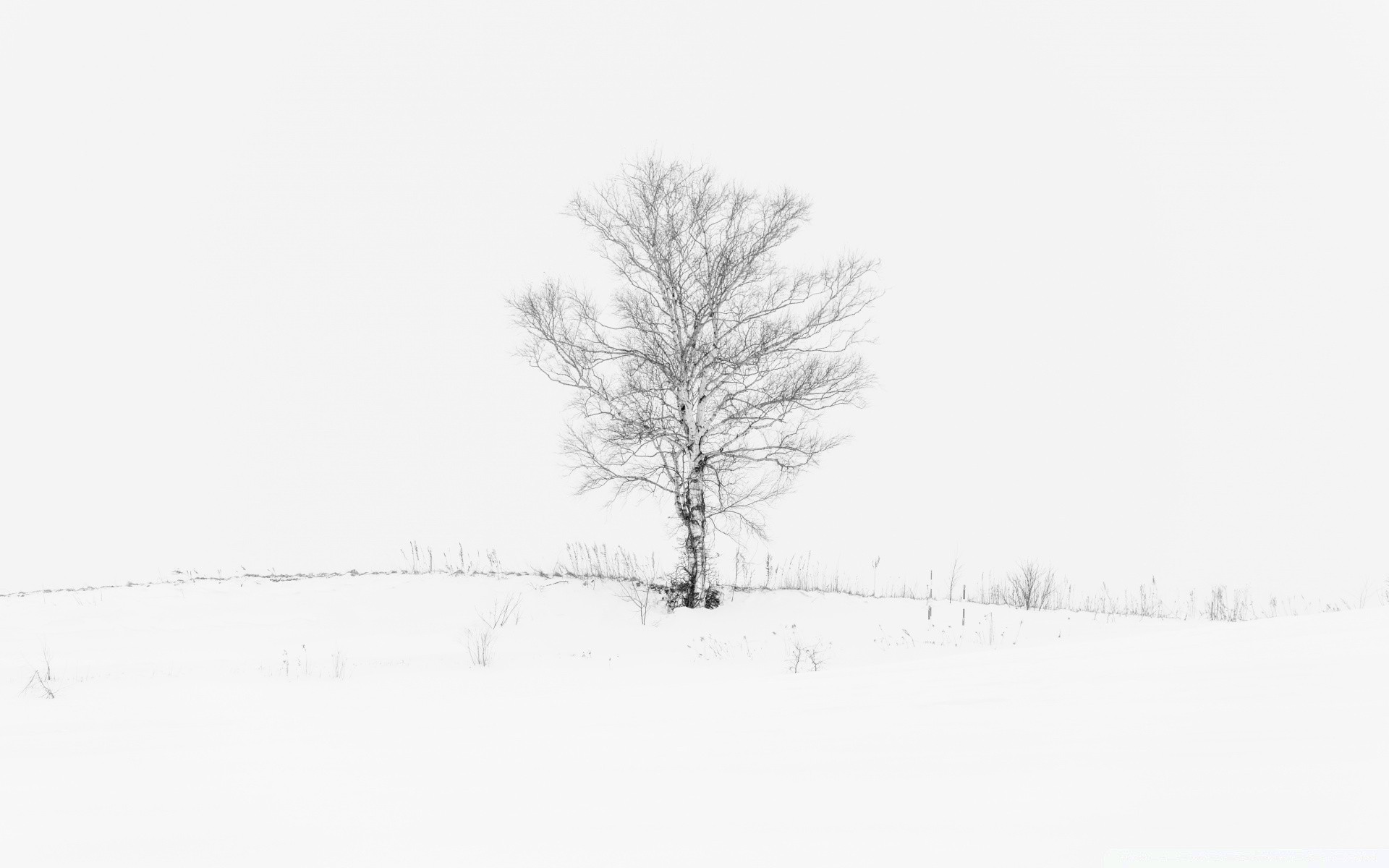 blanc hiver neige froid bois gel brouillard bois congelé saison météo nature paysage tempête de neige branche brouillard un solitude glace