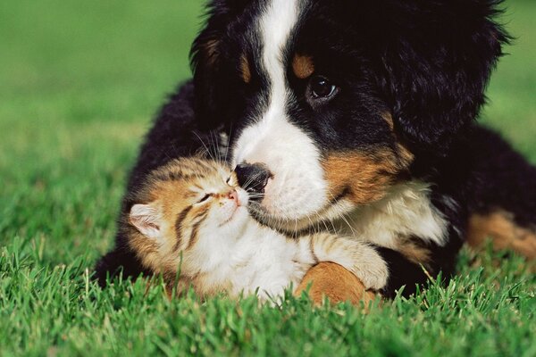 Chiot et katenok sur l herbe verte
