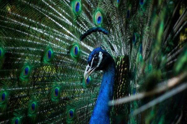 Beau paon oiseau en macro