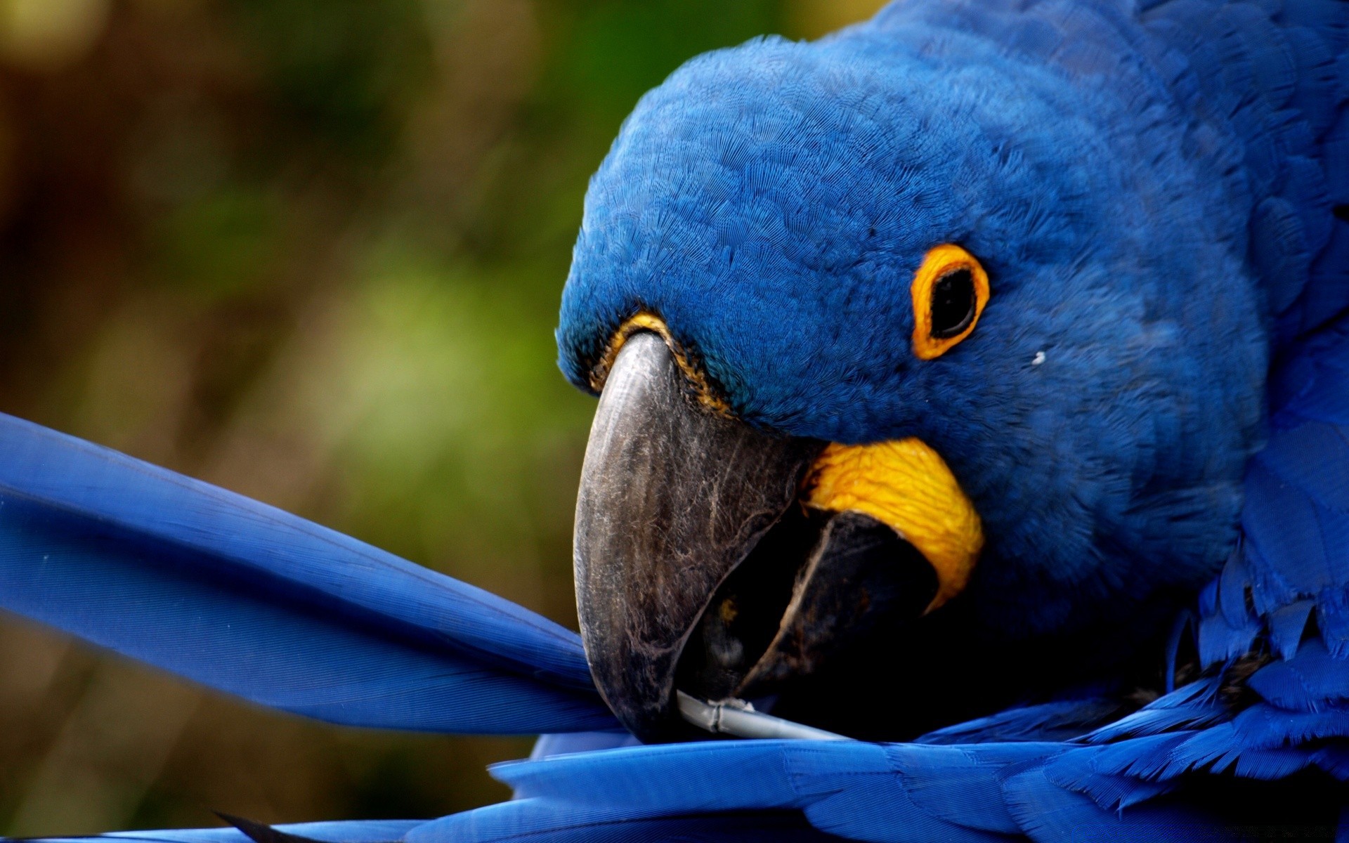 perroquet oiseau la faune la nature ara animal zoo bec plume sauvage aile à l extérieur