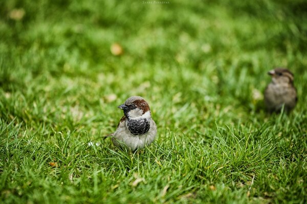 Couple de moineaux marchant sur l herbe