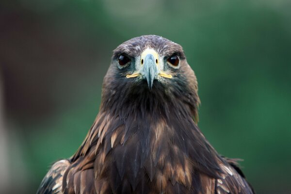 Oiseau gracieux vous regarde droit