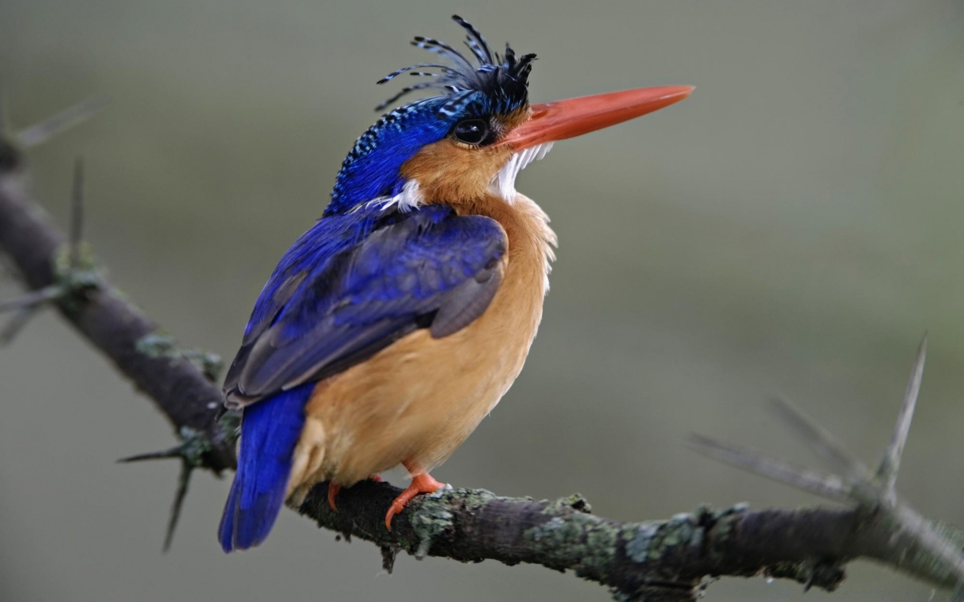 oiseaux oiseau faune nature avian bec animal lumière du jour sauvage