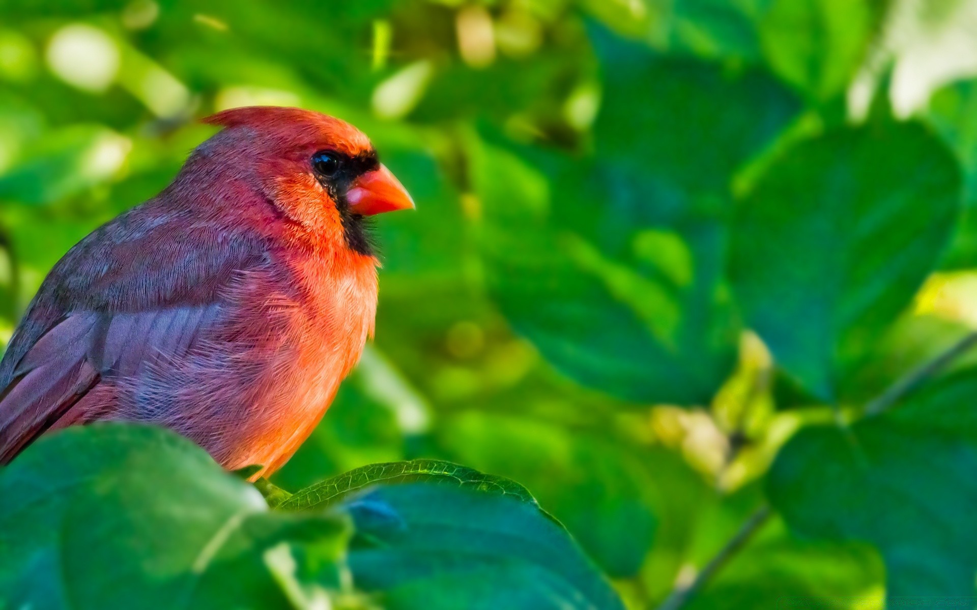 oiseaux nature feuille à l extérieur oiseau été la faune