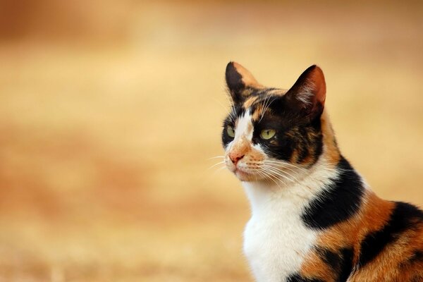 Chat tigre regardant au loin