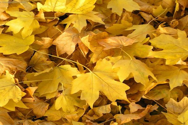 Feuilles d érable jaunes sur le sol