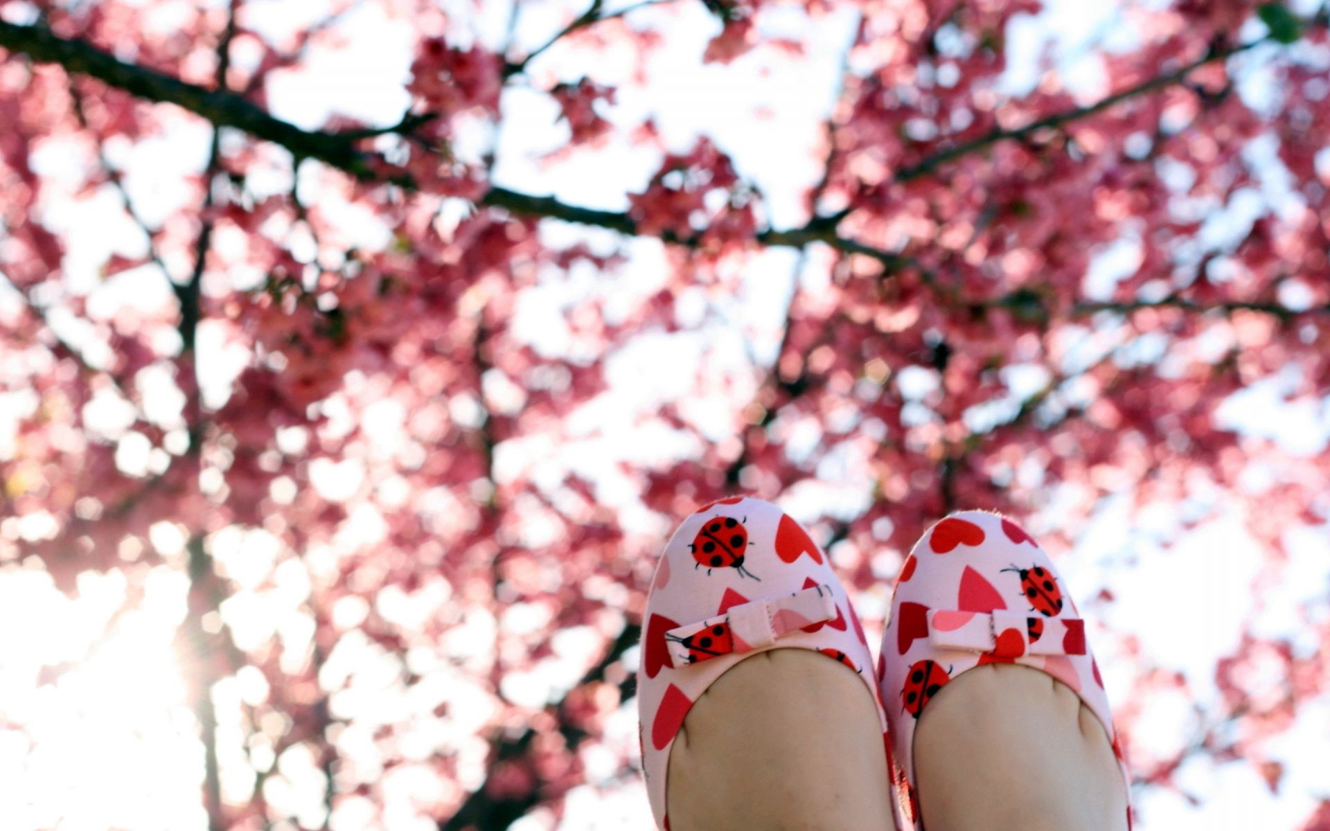 cerise arbre fleur à l extérieur hiver saison nature paysage branche parc