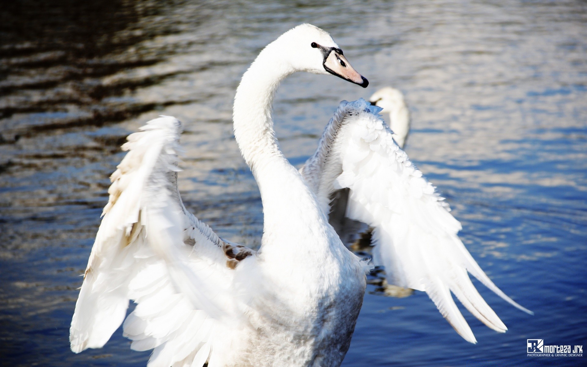 cygnes oiseau cygne nature plume eau la faune à l extérieur animal bec lac sauvagine oiseaux aile