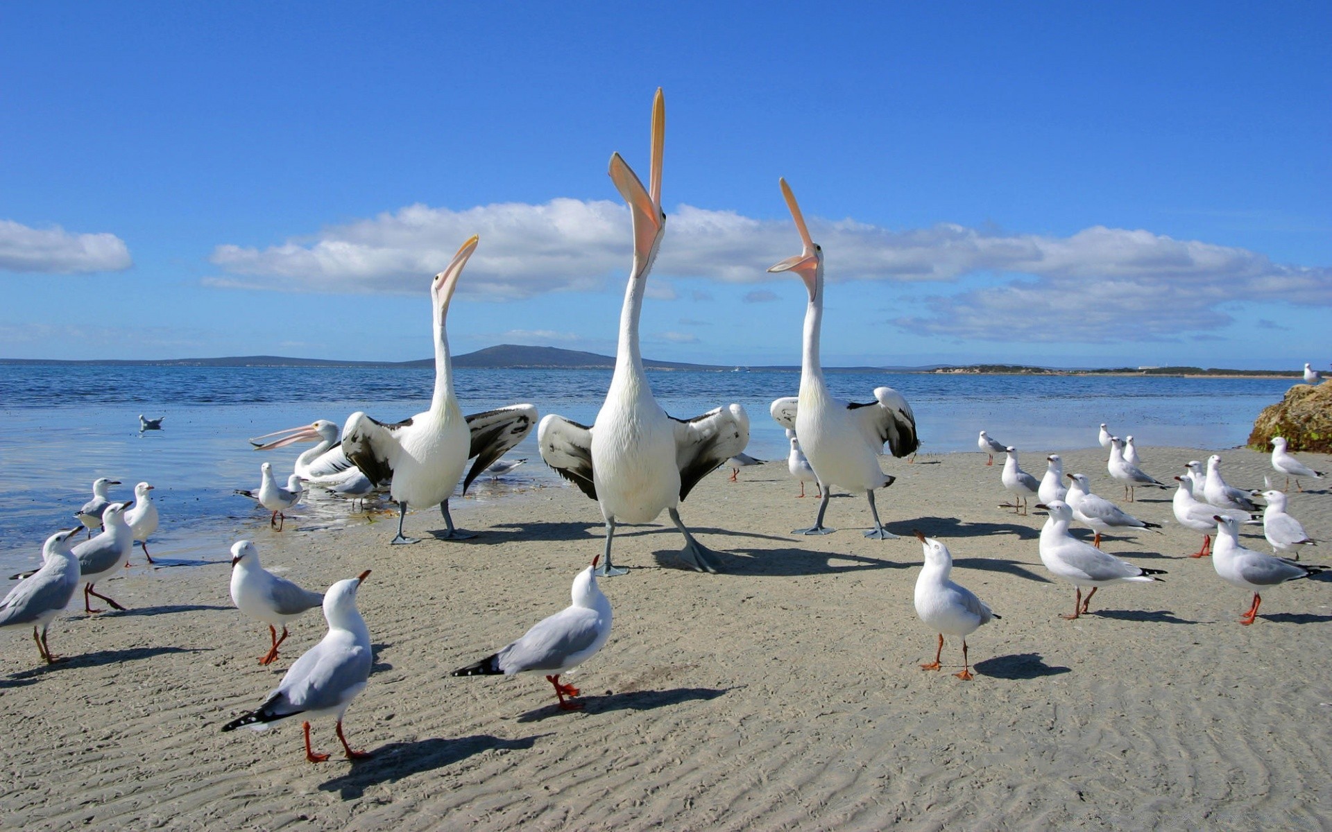 sauvagine mouette oiseau eau plage mer océan mer été ciel sable nature voyage vol rivage stérile