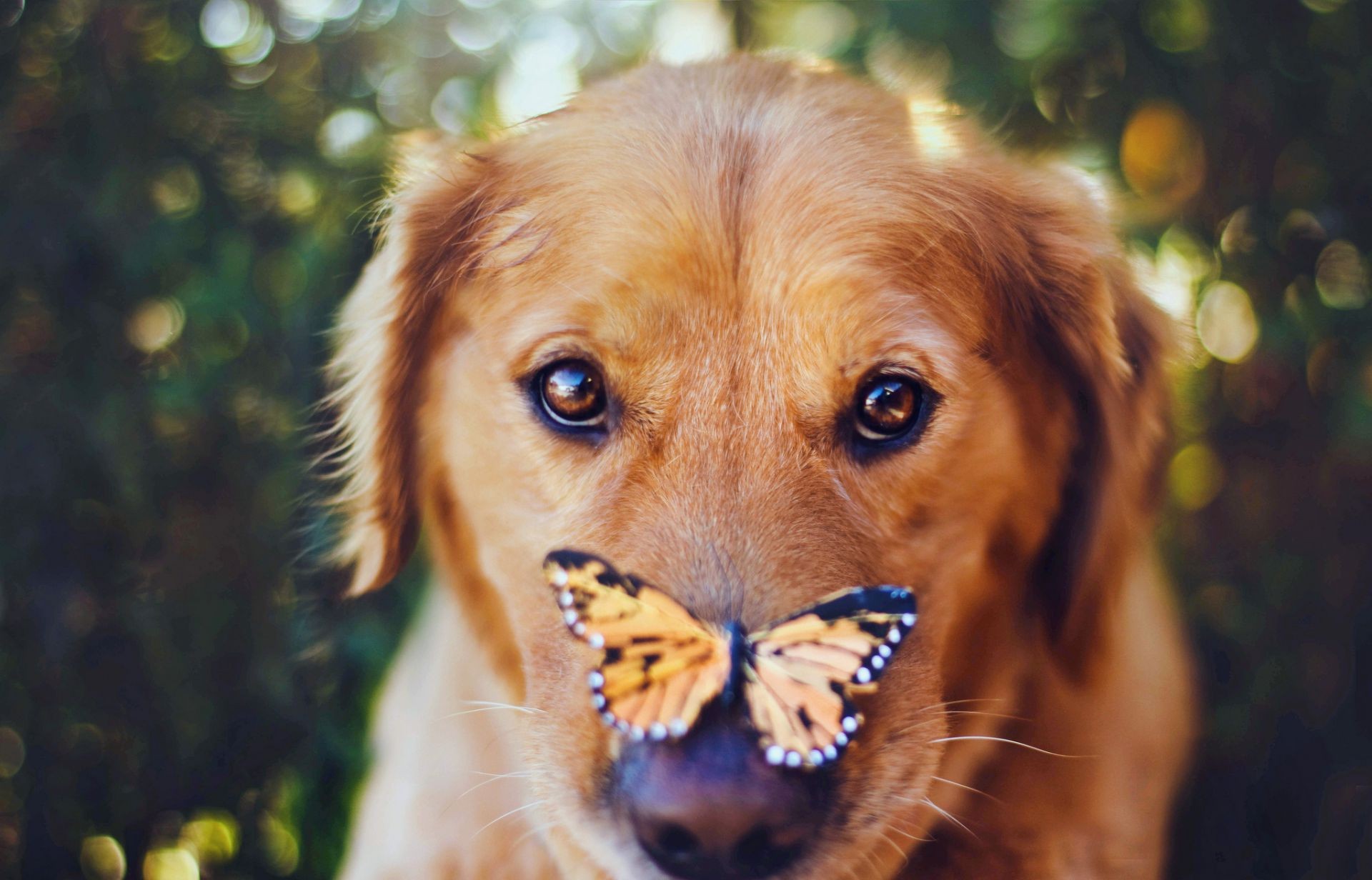 animaux chien animal de compagnie mignon animal mammifère portrait cynologue chiot fourrure nature