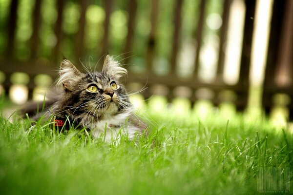 Chat dans l herbe regardant vers le haut